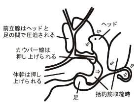 前立腺の説明図